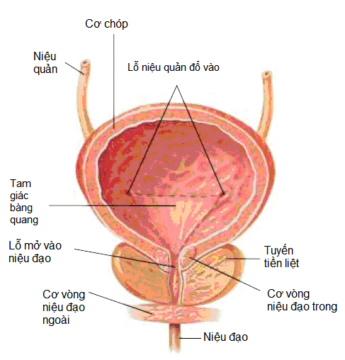 Tiểu đêm nhiều lần khá phổ biến hiện nay, gây ảnh hưởng đến cuộc sống, sinh hoạt của người mắc. Tuy nhiên, một số người điều trị tiểu đêm nhiều lần mãi không khỏi. Tại sao lại như vậy và giải pháp khắc phục tình trạng rối loạn tiểu tiện này là gì? Hãy cùng ichtieuvuong.co tìm hiểu thông tin hữu ích trong bài viết sau đây!  Vì sao chữa tiểu đêm nhiều lần mãi không khỏi? Đi tiểu là hoạt động sinh lý bình thường của cơ thể để loại bỏ chất cặn bã ra ngoài. Hoạt động tiểu tiện được thực hiện nhờ sự phối hợp nhuần nhuyễn giữa hệ thống thần kinh và các cơ kiểm soát hoạt động tiểu tiện, cơ bàng quang và cơ thắt niệu đạo. Nếu một trong số những thành phần này suy yếu, rối loạn, sẽ khiến bàng quang bị kích thích, giảm khả năng chứa đựng nước tiểu, dẫn đến các rối loạn tiểu tiện như tiểu đêm nhiều lần, tiểu són,... Nhiều người thường nghĩ, tiểu đêm nhiều lần là do thận yếu hay bệnh lý khác mà bỏ qua nguyên nhân tại bàng quang. Đó chính là nguyên nhân bệnh điều trị mãi vẫn không khỏi.    Phản xạ đi tiểu bình thường là sự kết hợp nhuần nhuyễn của các nhóm cơ >>> Xem thêm: Tiểu không tự chủ là gì? Làm sao để cải thiện tiểu không tự chủ ở trẻ em? Giải pháp cải thiện chứng tiểu đêm nhiều lần Nhiều nghiên cứu chỉ ra rằng, tiểu đêm nhiều lần xảy ra phổ biến ở những người trong độ tuổi 55 đến 84. Kiểm soát tình trạng tiểu đêm sớm sẽ giúp cơ thể phòng tránh được nhiều biến chứng nguy hiểm. Dưới đây là một số phương pháp: Thay đổi thói quen sinh hoạt Hạn chế uống cà phê, trà, nước ngọt có ga, hút thuốc lá,… vào buổi tối bởi đây là những yếu tố gây kích thích bàng quang, làm trầm trọng hơn chứng tiểu đêm nhiều lần. Bên cạnh đó, người mắc chứng tiểu đêm nhiều lần nên xây dựng lối sống khoa học lành mạnh như ăn nhiều rau xanh, không ăn thực phẩm cay nóng,… Luyện tập thường xuyên Kegel là bài tập được bác sĩ cùng tên phát minh, giúp tăng cường sức khỏe cơ bàng quang và cơ sàn chậu, hạn chế tình trạng tiểu đêm nhiều lần hiệu quả. Không chỉ vậy, luyện tập kegel còn giúp tăng cường sức khỏe cơ thể. Dùng thuốc tây Đa số các trường hợp mắc chứng tiểu đêm nhiều lần đều được chỉ định sử dụng thuốc tây để điều trị. Cách này tuy  có thể làm giảm bớt các triệu chứng nhưng không thể cải thiện bệnh triệt để. Vì vậy, khi ngừng thuốc thì các triệu chứng sẽ trở lại. Bên cạnh đó, lạm dụng thuốc tây còn có thể gây nhờn thuốc và để lại không ít tác dụng phụ như khô miệng, táo bón, chán ăn, mệt mỏi,…   Dùng thuốc tây giúp cải thiện tiểu đêm nhiều lần Sử dụng thảo dược thiên nhiên Ngày nay, sử dụng thảo dược thiên nhiên được nhiều người tin tưởng bởi đây là lựa chọn hiệu quả, an toàn và có thể sử dụng cho mọi đối tượng. Từ xa xưa, bạch tật lê đã có trong thành phần 5 loại thuốc sắc cổ truyền Ấn Độ dùng trị sỏi thận và đái dầm. Bên cạnh đó, bạch tật lê cũng có mặt trong bài thuốc chữa chứng đái dầm ở trẻ em. Bạch tật lê rất tốt, được ví quý như nhân sâm. Thảo dược này có tác dụng tốt trong những trường hợp rối loạn tiểu tiện, tăng sự co bóp, độ đàn hồi của bàng quang, tác dụng lên cơ vòng ngoài bàng quang, từ đó giảm tiểu đêm.   Bạch tật lê giúp giảm tiểu đêm nhiều lần hiệu quả >>> Xem thêm: 8 phương pháp cải thiện chứng tiểu không tự chủ Ích Tiểu Vương - Sản phẩm chứa bạch tật lê giúp cải thiện tiểu đêm nhiều lần Nhận thấy những ưu điểm nổi trội của bạch tật lê, các nhà khoa học đã nghiên cứu kỹ lưỡng và cho ra đời thực phẩm bảo vệ sức khỏe Ích Tiểu Vương. Sản phẩm được kết hợp thêm nhiều thảo dược quý khác như cao chi tử, cao hoàng cầm, trinh nữ hoàng cung,… giúp cải thiện hiệu quả chứng tiểu đêm nhiều lần.   Ích Tiểu Vương giúp kiểm soát chứng tiểu đêm nhiều lần Chuyên gia tư vấn  Tại sao bạch tật lê lại có hiệu quả lên những rối loạn tiểu tiện? Để có câu trả lời cho thắc mắc trên, mời bạn đọc cùng lắng nghe chuyên gia Trần Đình Ngạn phân tích trong video sau: https://www.youtube.com/watch?v=9X3SYJwm7uI&feature=youtu.be Giải thưởng uy tín của Ích Tiểu Vương Sản phẩm Ích Tiểu Vương đã vinh dự được trao giải thưởng Top 100 - Sản phẩm, dịch vụ tốt Nhất cho Gia đình, Trẻ em năm 2019.   Giải thưởng của sản phẩm Ích Tiểu Vương  Bên cạnh việc tập luyện, bạn nên kết hợp sử dụng thực phẩm bảo vệ sức khỏe Ích Tiểu Vương mỗi ngày để có cơ thể khỏe mạnh, kiểm soát hiệu quả chứng tiểu đêm nhiều lần nhé! Để được tư vấn nhanh nhất về tình trạng tiểu đêm nhiều lần và đặt mua sản phẩm Ích Tiểu Vương chính hãng với giá tốt nhất, xin vui lòng liên hệ tổng đài MIỄN CƯỚC CUỘC GỌI: 18006103 hoặc HOTLINE (zalo/ viber): 0902207582 hay để lại bình luận bên dưới, chuyên gia sẽ tư vấn tận tình cho bạn. Thanh Huyền *Thực phẩm này không phải là thuốc và không có tác dụng thay thế thuốc chữa bệnh   